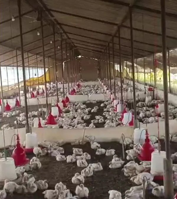 140 chickens di£ from 